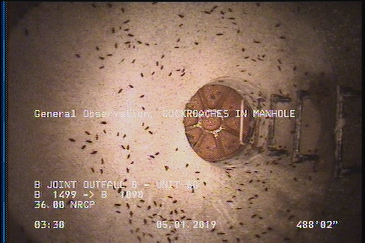 General Observation - COCKROACHES IN MANHOLE