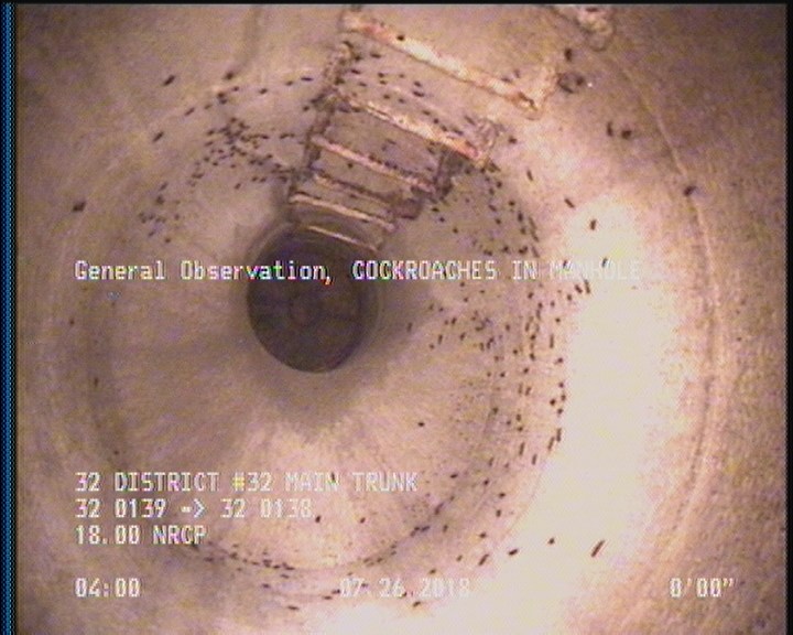 General Observation - COCKROACHES IN MANHOLE