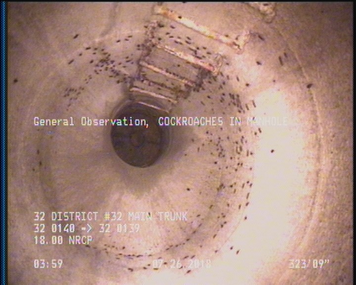 General Observation - COCKROACHES IN MANHOLE