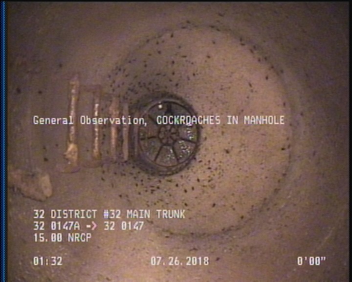 General Observation - COCKROACHES IN MANHOLE