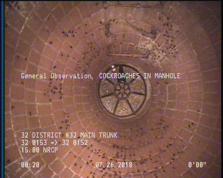 General Observation - COCKROACHES IN MANHOLE