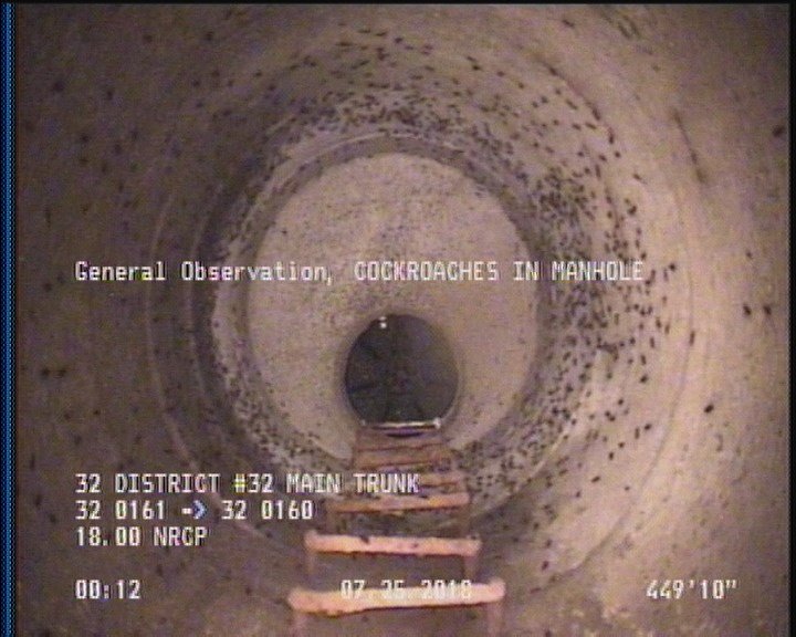 General Observation - COCKROACHES IN MANHOLE