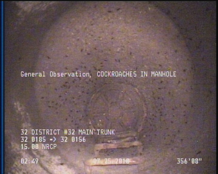 General Observation - COCKROACHES IN MANHOLE