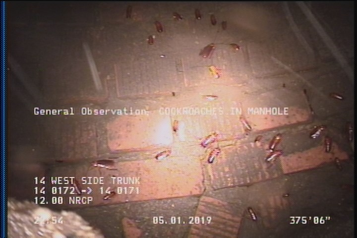 General Observation - COCKROACHES IN MANHOLE