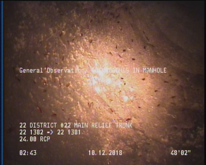 General Observation - COCKROACHES IN MANHOLE