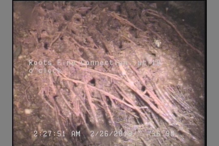 Roots Fine Connection, at 10 o'clock