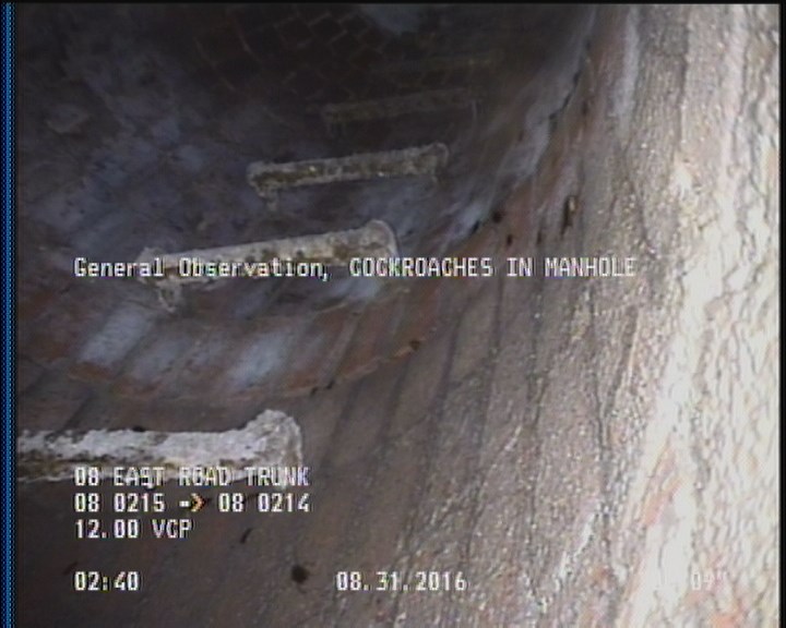 General Observation - COCKROACHES IN MANHOLE