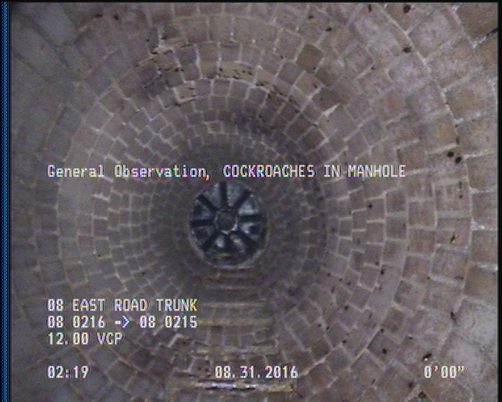General Observation - COCKROACHES IN MANHOLE
