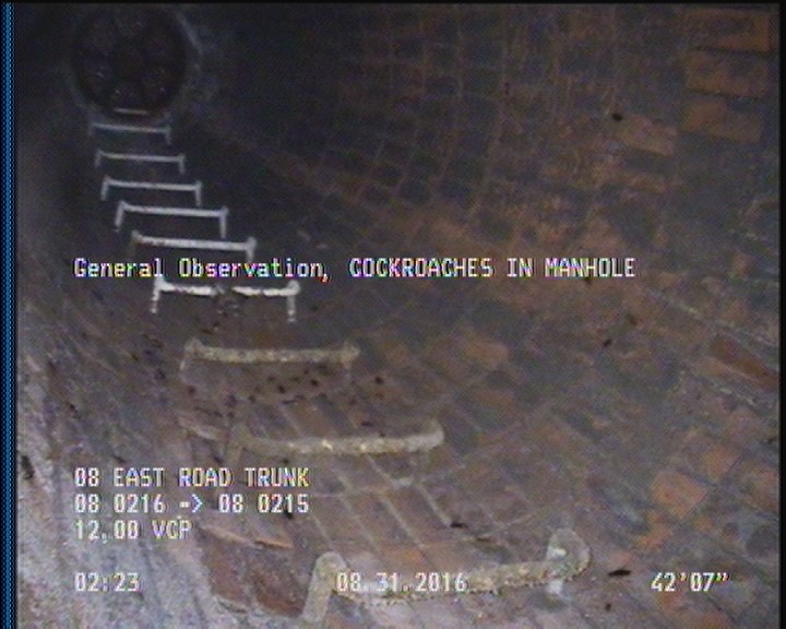 General Observation - COCKROACHES IN MANHOLE