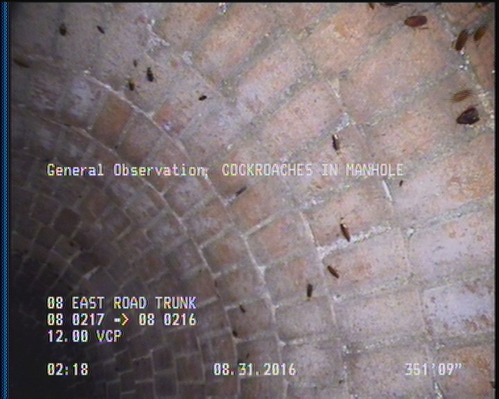 General Observation - COCKROACHES IN MANHOLE