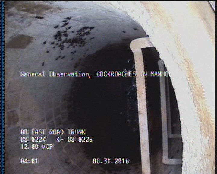 General Observation - COCKROACHES IN MANHOLE