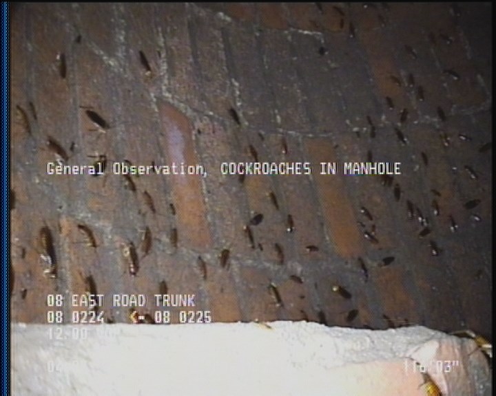 General Observation - COCKROACHES IN MANHOLE