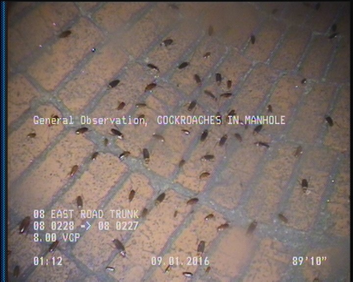 General Observation - COCKROACHES IN MANHOLE