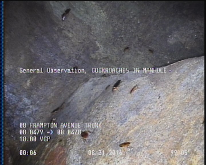 General Observation - COCKROACHES IN MANHOLE