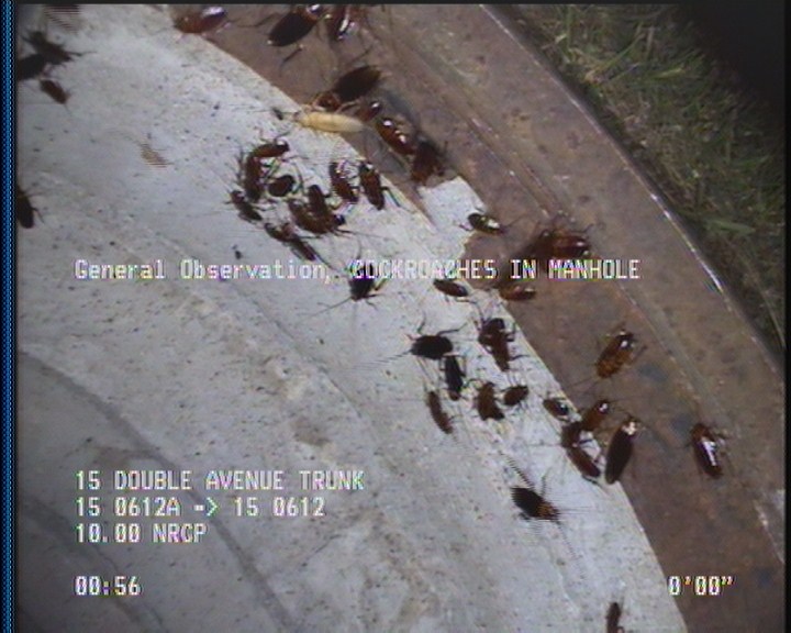 General Observation - COCKROACHES IN MANHOLE