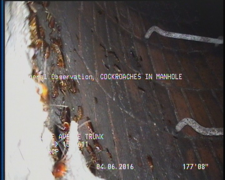 General Observation - COCKROACHES IN MANHOLE