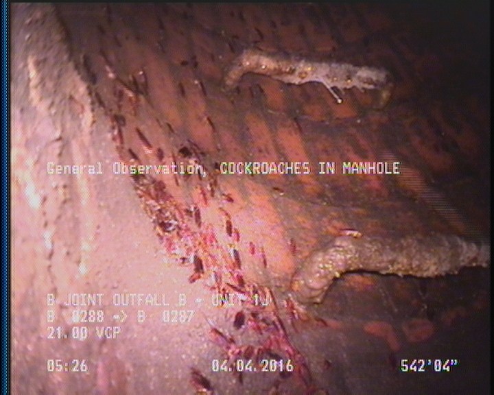 General Observation - COCKROACHES IN MANHOLE