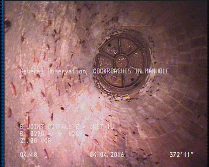 General Observation - COCKROACHES IN MANHOLE