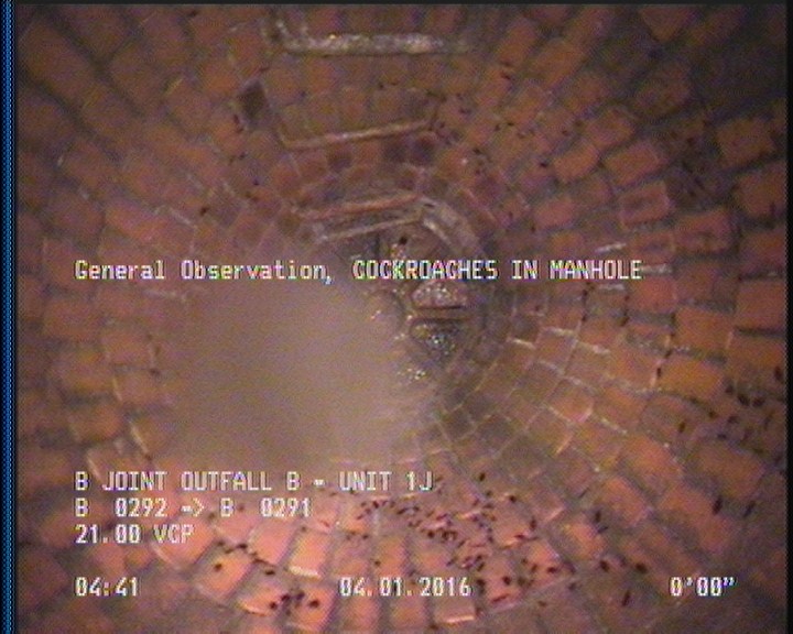 General Observation - COCKROACHES IN MANHOLE