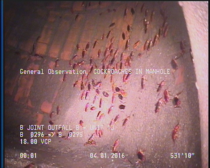 General Observation - COCKROACHES IN MANHOLE
