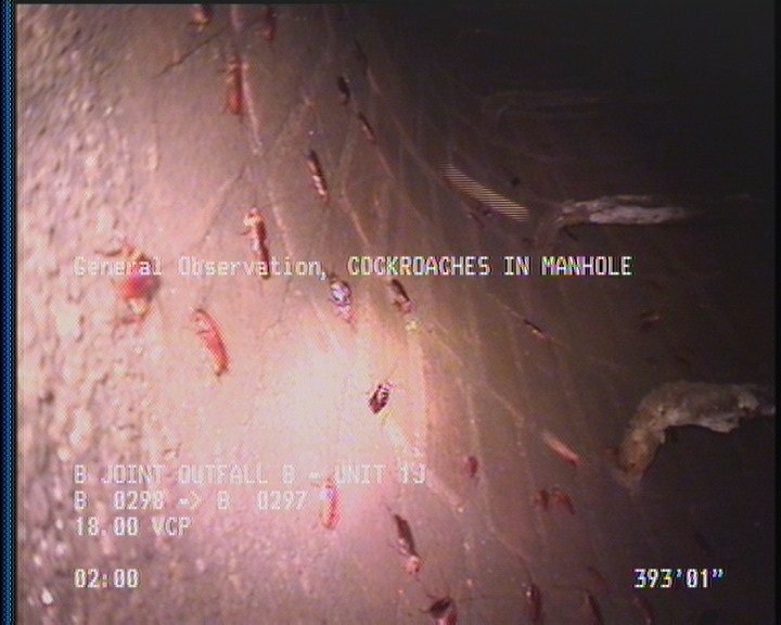 General Observation - COCKROACHES IN MANHOLE
