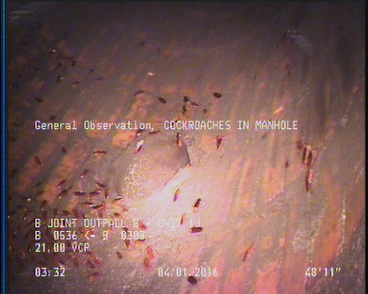 General Observation - COCKROACHES IN MANHOLE