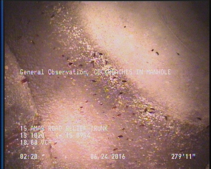 General Observation - COCKROACHES IN MANHOLE