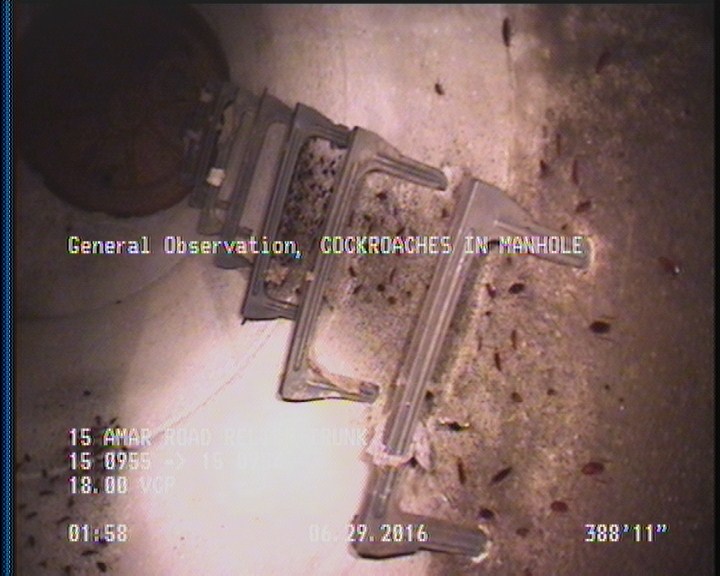 General Observation - COCKROACHES IN MANHOLE