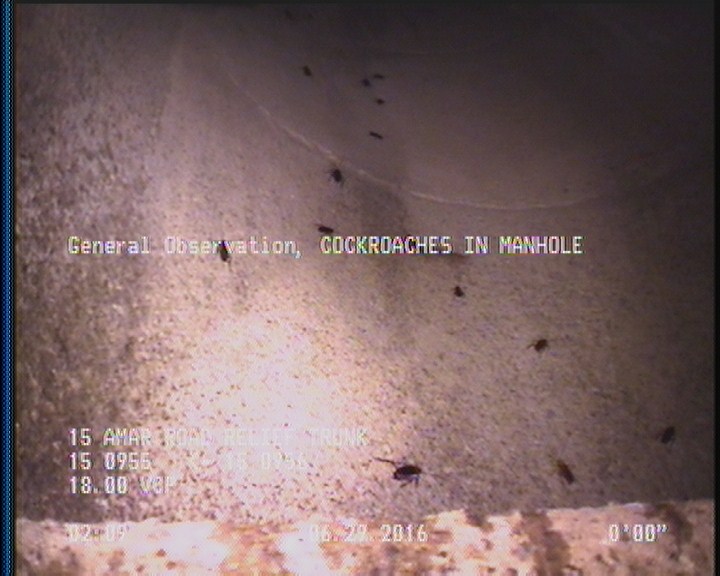General Observation - COCKROACHES IN MANHOLE