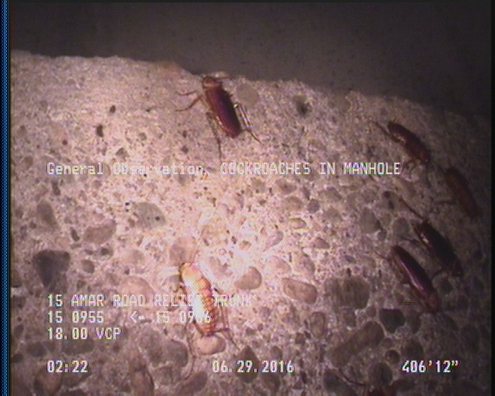 General Observation - COCKROACHES IN MANHOLE