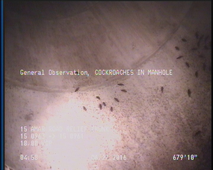 General Observation - COCKROACHES IN MANHOLE