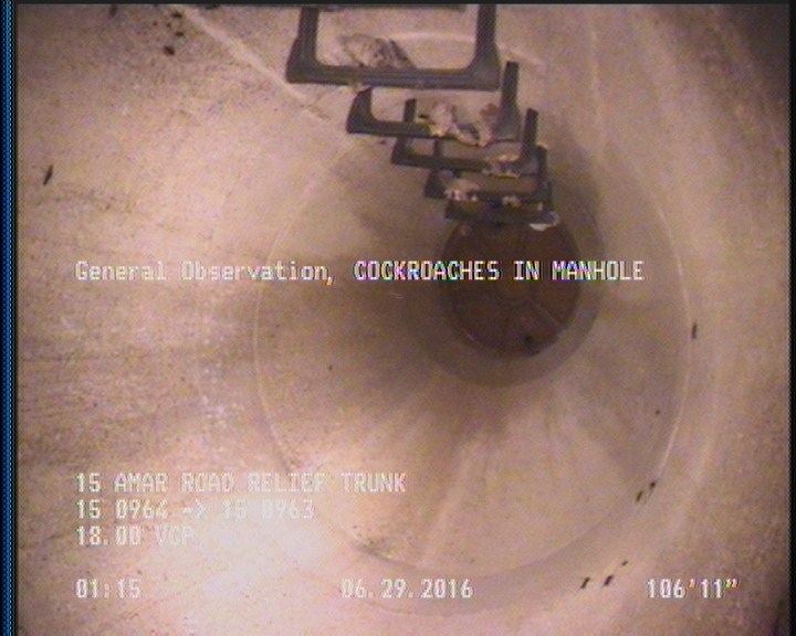 General Observation - COCKROACHES IN MANHOLE