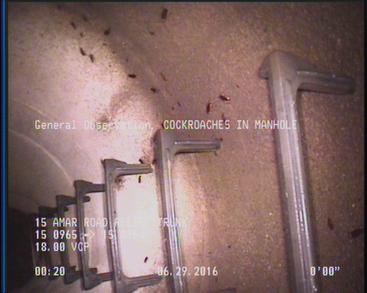 General Observation - COCKROACHES IN MANHOLE