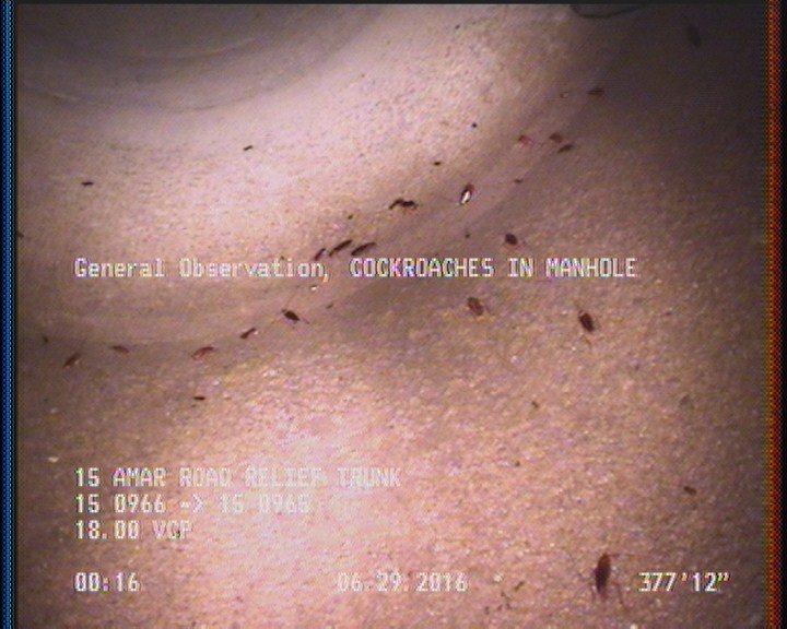 General Observation - COCKROACHES IN MANHOLE