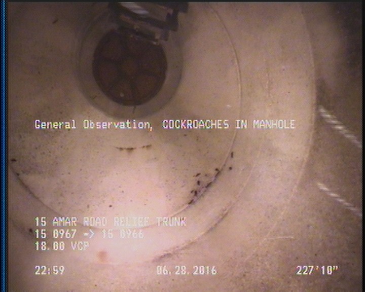 General Observation - COCKROACHES IN MANHOLE