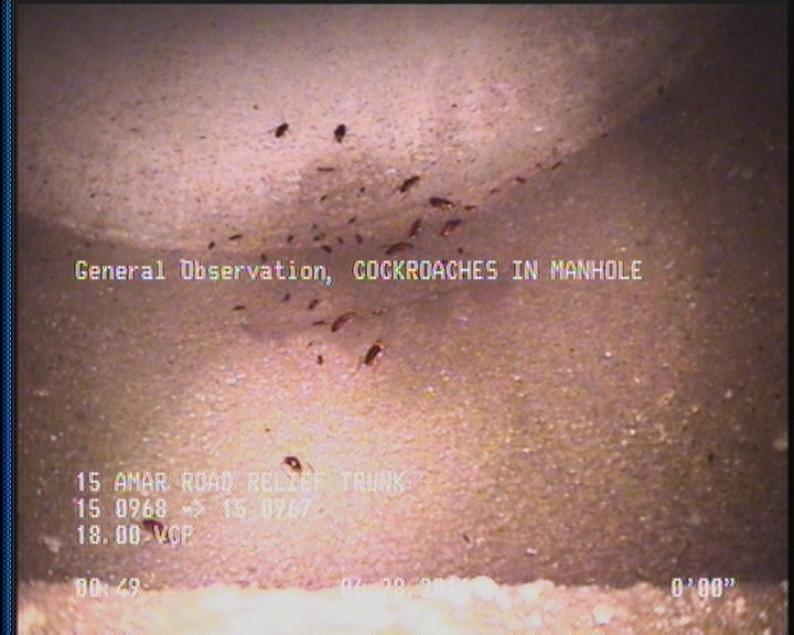 General Observation - COCKROACHES IN MANHOLE