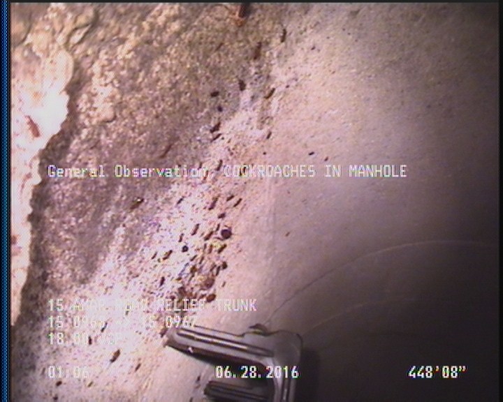 General Observation - COCKROACHES IN MANHOLE