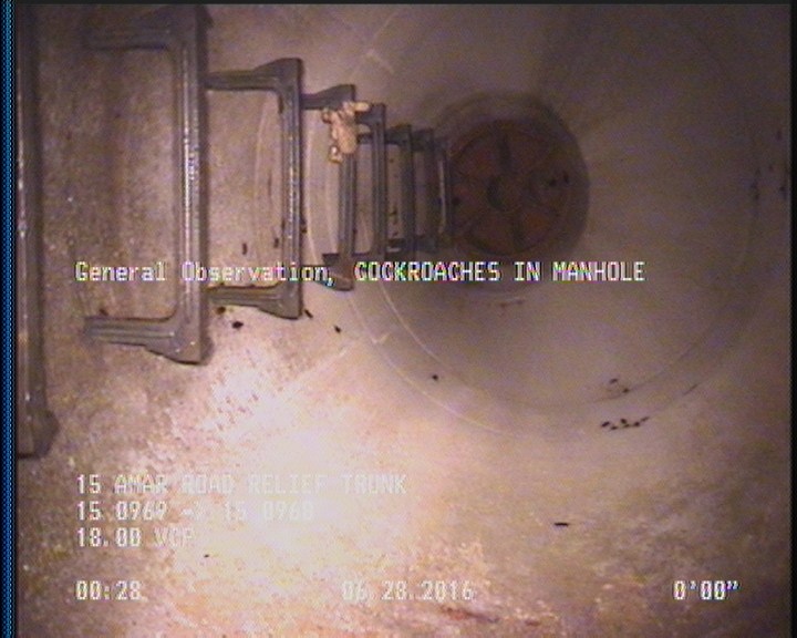 General Observation - COCKROACHES IN MANHOLE