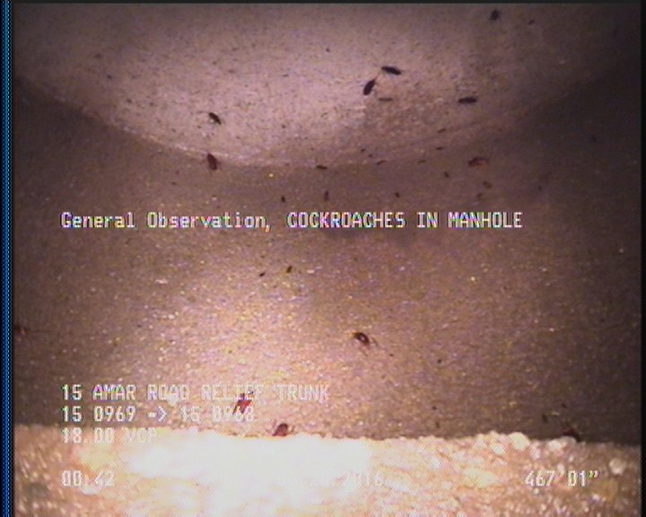General Observation - COCKROACHES IN MANHOLE