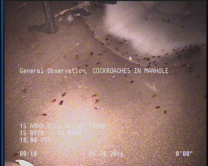 General Observation - COCKROACHES IN MANHOLE
