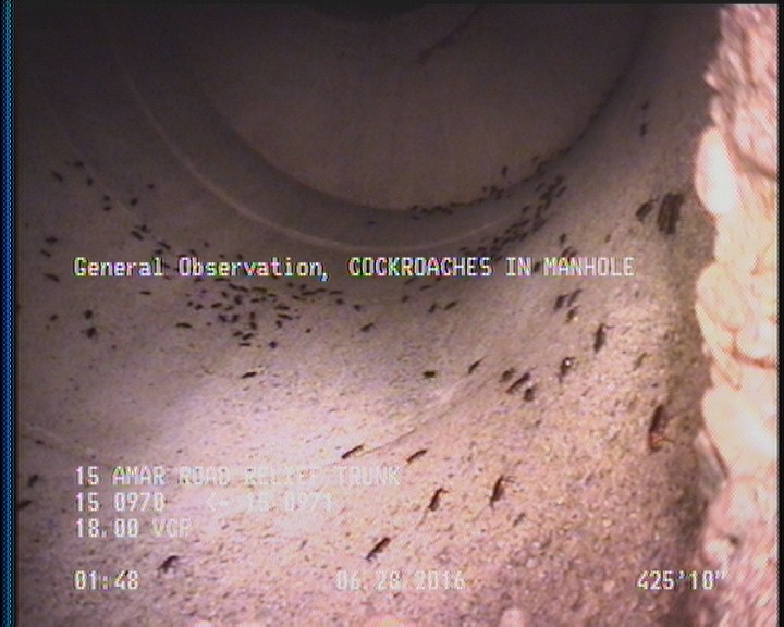 General Observation - COCKROACHES IN MANHOLE