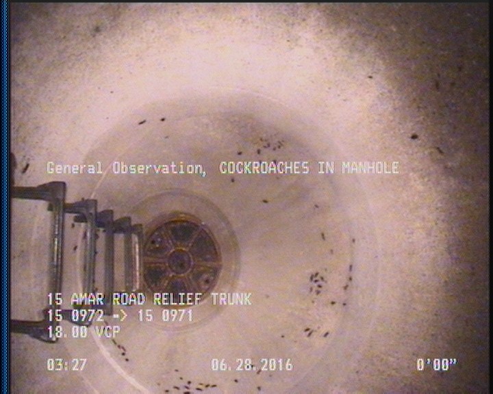 General Observation - COCKROACHES IN MANHOLE