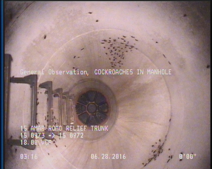 General Observation - COCKROACHES IN MANHOLE