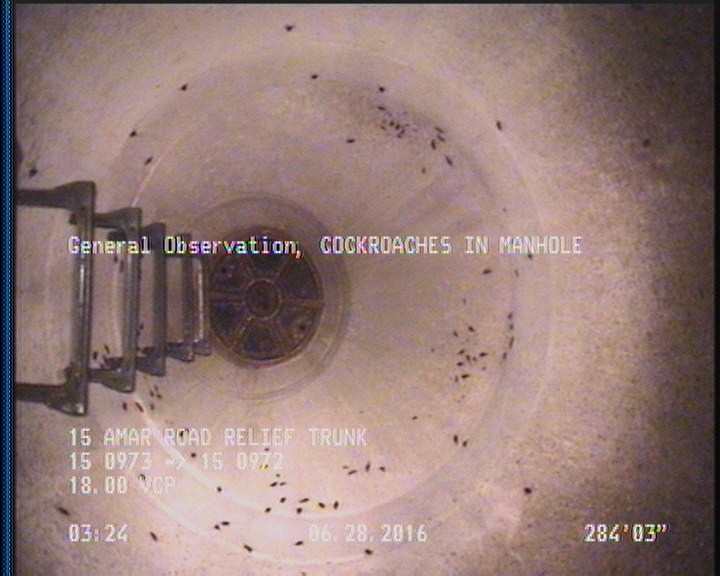 General Observation - COCKROACHES IN MANHOLE