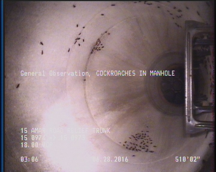 General Observation - COCKROACHES IN MANHOLE