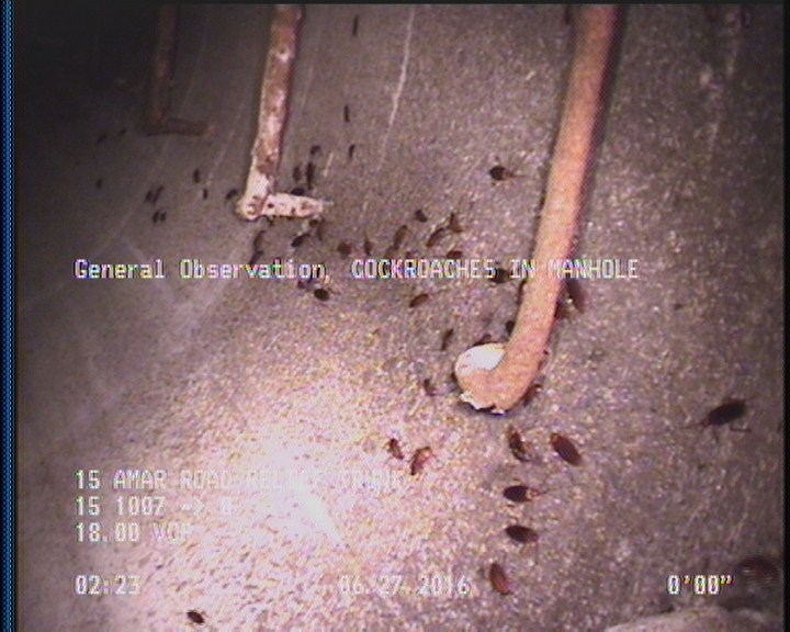 General Observation - COCKROACHES IN MANHOLE
