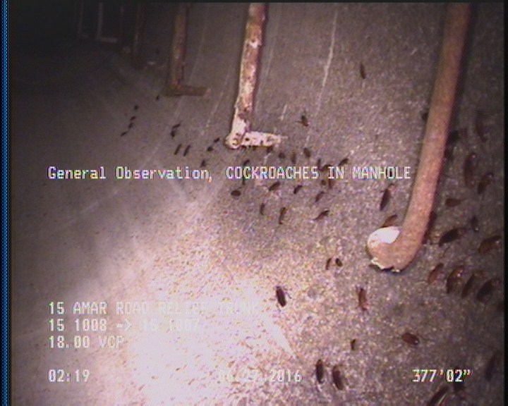 General Observation - COCKROACHES IN MANHOLE