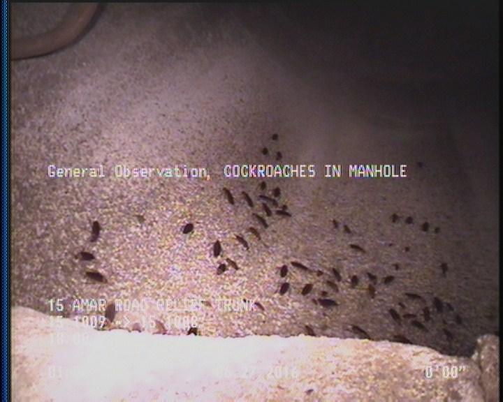 General Observation - COCKROACHES IN MANHOLE