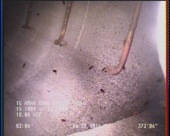 General Observation - COCKROACHES IN MANHOLE
