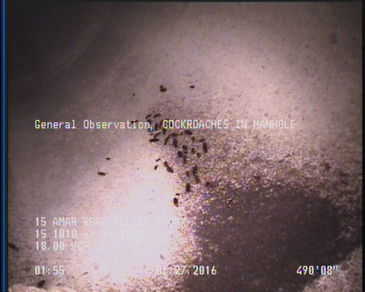 General Observation - COCKROACHES IN MANHOLE